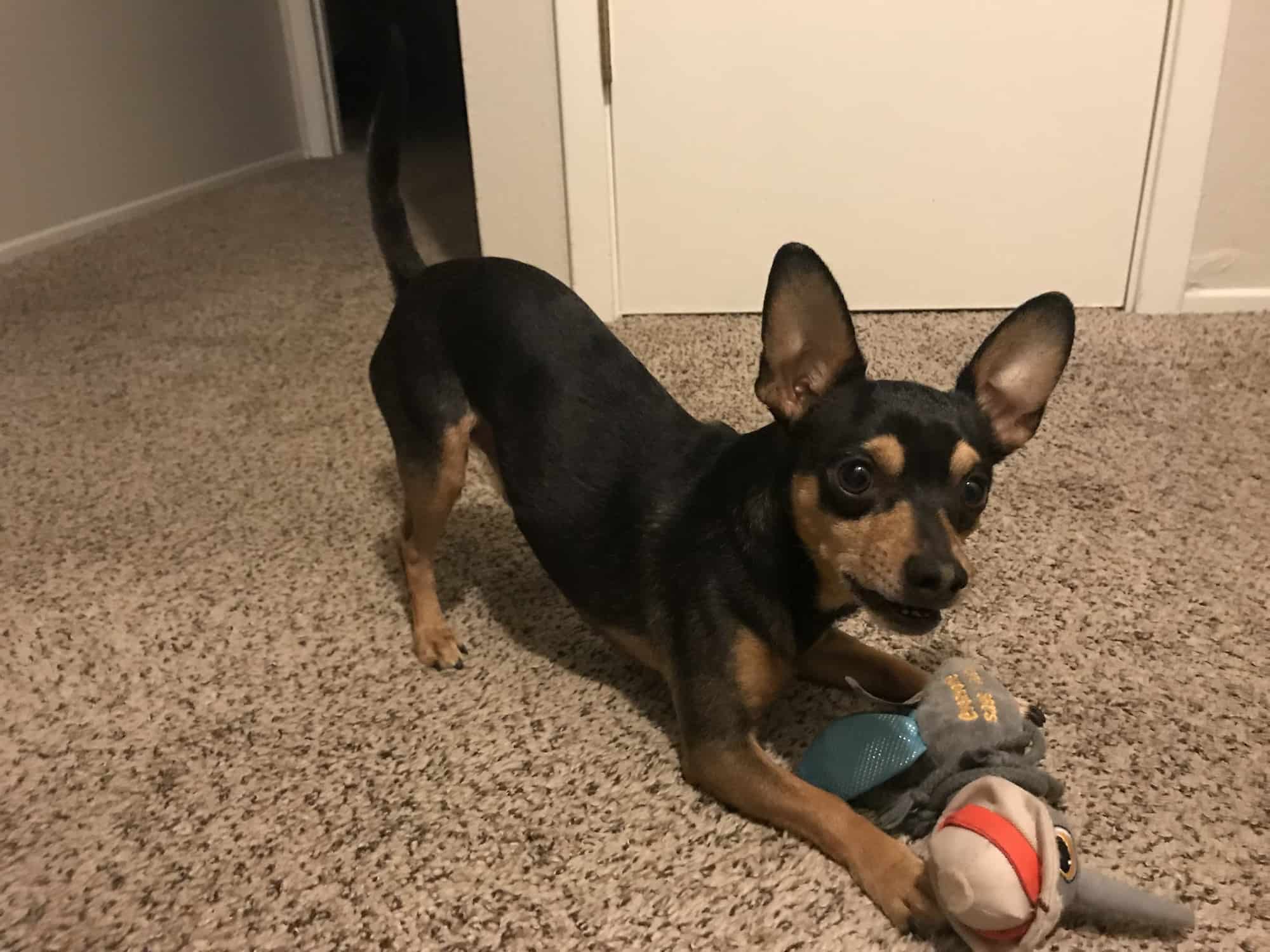 Do Dogs Really Need Plush Toys? A Furry Friend’s Perspective